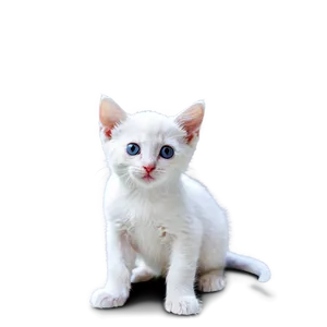 White Kitten PNG 11