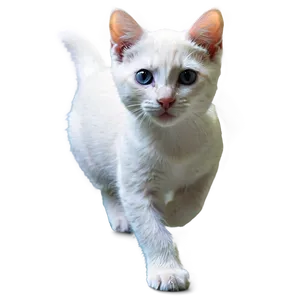 White Kitten PNG Uag89