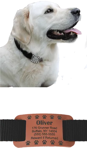 White Labrador With Collarand Tag PNG image
