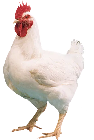 White Leghorn Rooster Standing PNG image