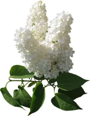 White Lilac Bloom Black Background