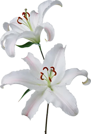 White Lily Blossoms PNG image