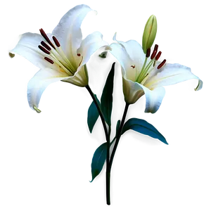 White Lily Flower Png 06272024 PNG image