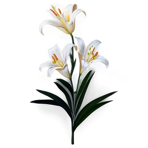 White Lily Flower Png 51 PNG image