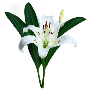 White Lily Flower Png 84 PNG image