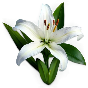 White Lily Flower Png Fgn PNG image