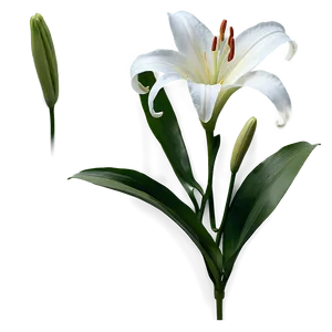 White Lily Flower Png Kyd3 PNG image