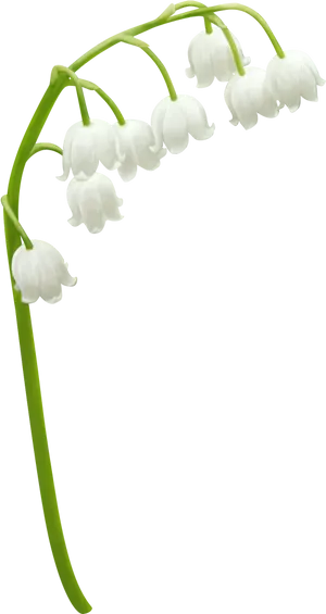 White Lilyofthe Valley Flowers PNG image