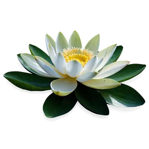 White Lotus Flower Png Glj4 PNG image