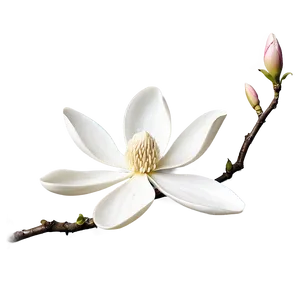 White Magnolia Flower Graphic PNG Nct PNG