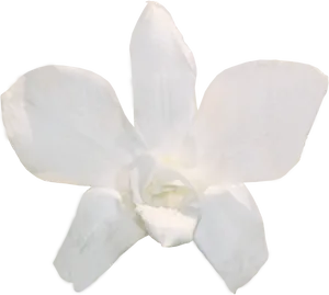 White Orchid Flower Isolated Background PNG