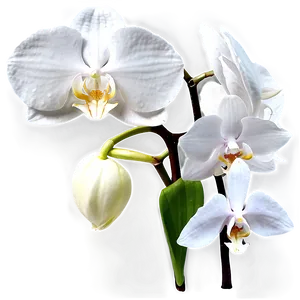 White Orchid Flower Png 73 PNG image