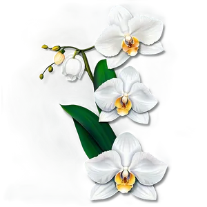 White Orchid Flower Png 88 PNG image