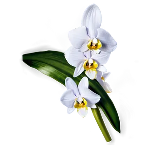 White Orchid Flower Png 90 PNG image