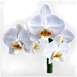 White Orchid Flower Png Fll53 PNG image