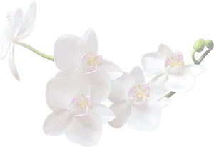 White Orchid Flowers Transparent Background