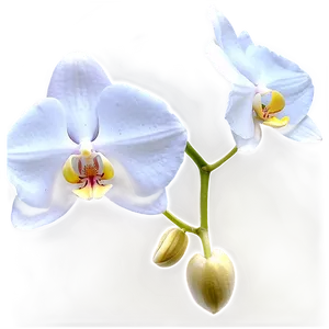 White Orchid Png 05242024 PNG image