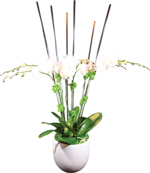 White Orchid Potted Plant PNG