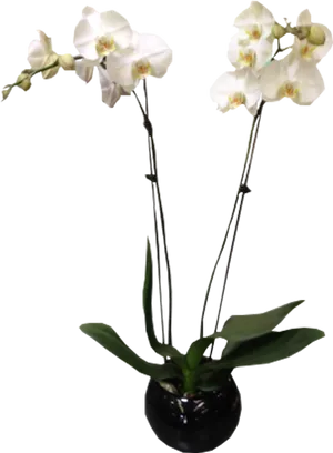 White Orchidin Black Vase PNG