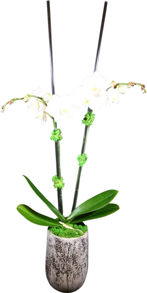 White Orchidin Decorative Pot PNG