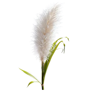 White Pampas Grass PNG Pbw63 PNG