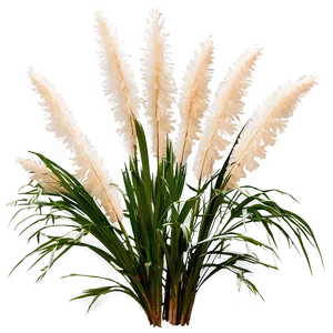 White Pampas Grass PNG Wte PNG