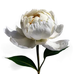 White Peony Flower Png Uht79 PNG image
