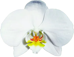 White Phalaenopsis Orchid Bloom PNG