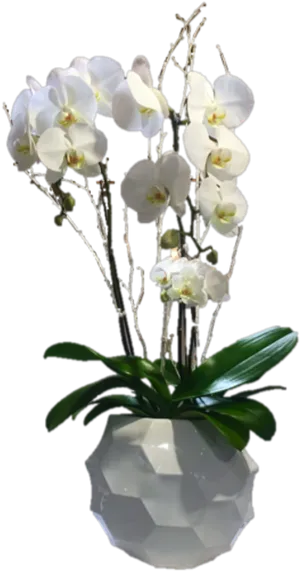 White Phalaenopsis Orchid Pot PNG image