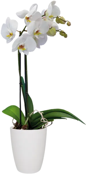 White Phalaenopsis Orchid Potted Plant PNG image