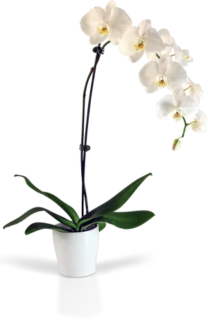 White Phalaenopsis Orchid Potted Plant PNG