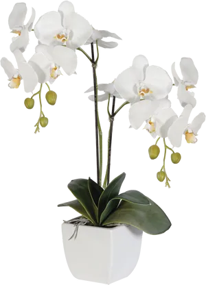 White Phalaenopsis Orchid Potted Plant PNG