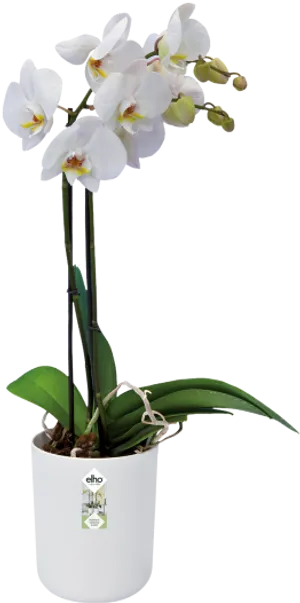 White Phalaenopsis Orchid Potted Plant PNG image