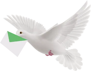 White Pigeon Carrying Letter PNG image