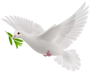 White Pigeon Holding Olive Branch PNG image