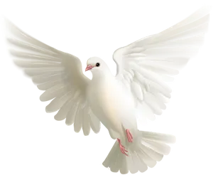 White Pigeon In Flight PNG