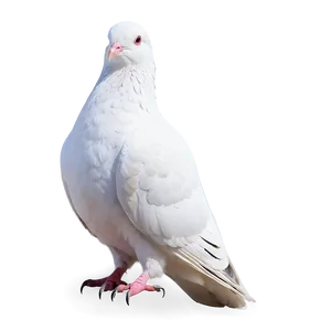 White Pigeon Peace Symbol PNG 05242024