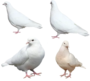 White Pigeons Various Poses PNG image