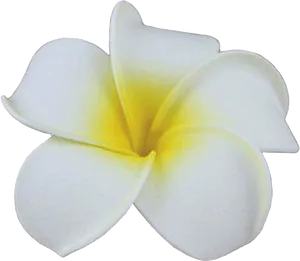 White Plumeria Flower Isolated PNG image