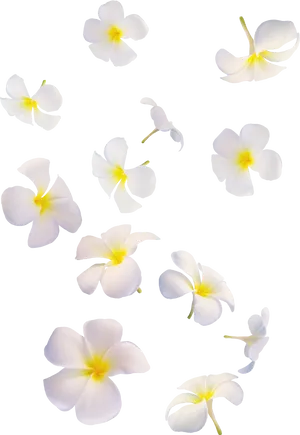 White Plumeria Flowers Against Black Background PNG image