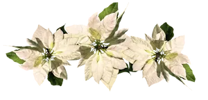 White Poinsettia Christmas Decoration