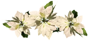White Poinsettia Christmas Decoration