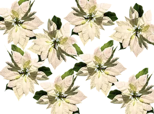 White Poinsettia Pattern Christmas Background.jpg