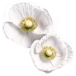 White Poppies Flowers Png 05242024 PNG image