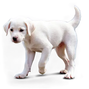 White Puppy PNG Brr27