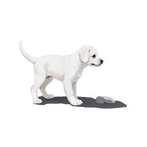 White Puppy Png Iet5 PNG image