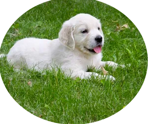 White Puppyin Grass.jpg