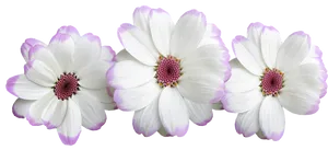 White Purple Tipped Daisy Flowers