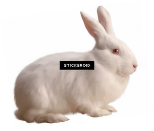 White Rabbit Illustration PNG image