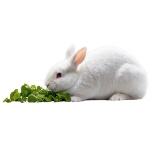 White Rabbit PNG 48